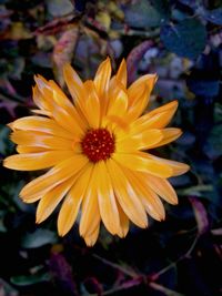 Close-up of yellow flower blooming outdoors