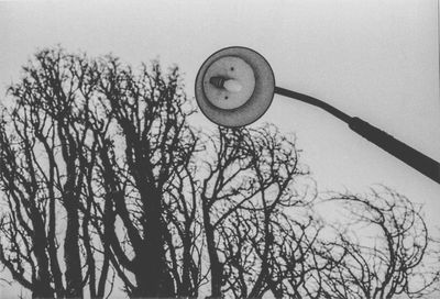 Low angle view of bare trees