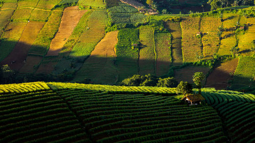 Scenic view of agricultural field