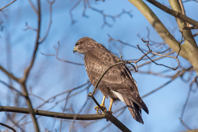 Low angle view of bird perching on tree