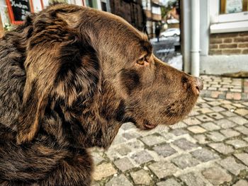 Close-up of a dog looking away