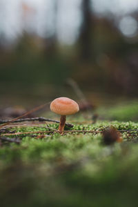 Close-up of mushroom growing on field