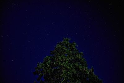 Low angle view of trees against star field at night