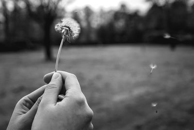 Close-up of hand holding dandelion