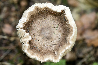 Close-up of dry flower on field