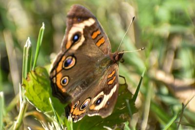 Close-up of butterfly