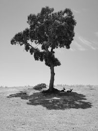 Tree on landscape against sky