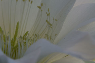 Close-up of plants