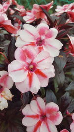 Close-up of pink flowers blooming outdoors