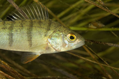 The common perch from mrežnica river, croatia