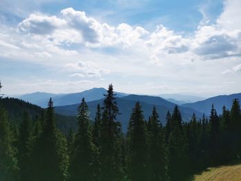 Scenic view of pine trees against sky