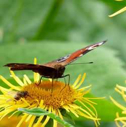 Close-up of insect on yellow flower