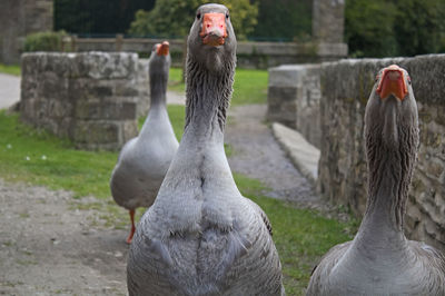 Close-up of a bird