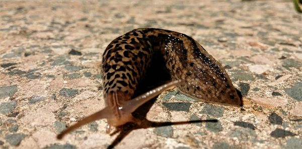 Close-up of lizard on white background