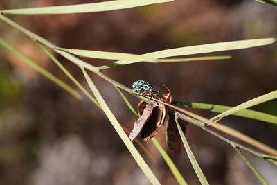 Green black insect in the sun