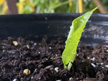 Close-up of plant growing on field