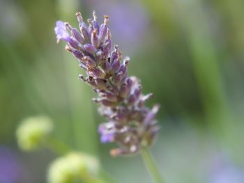 Close-up of purple flowering plant