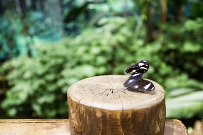 Close-up of turtle on wood