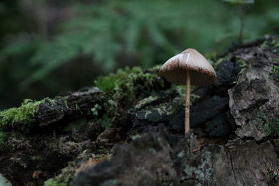 Close-up of mushroom growing on rock