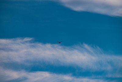 Low angle view of a bird flying in sky
