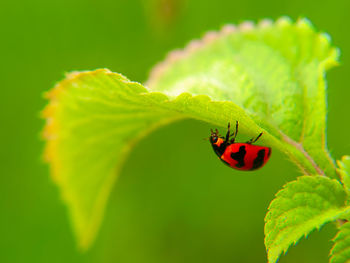 Close-up of ladybug on leaf