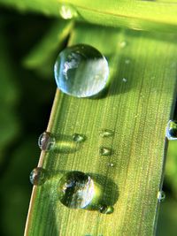 Close-up of raindrops on green leaves