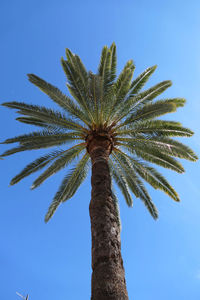 Low angle view of palm tree against clear sky