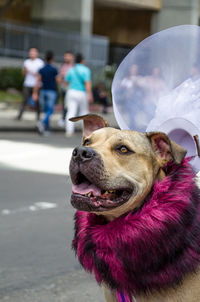 Close-up of dog on street in city