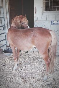 Close-up of a horse in stable