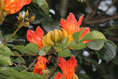 Close-up of orange leaves on plant