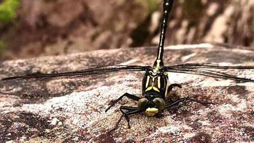 Close-up of damselfly on outdoors