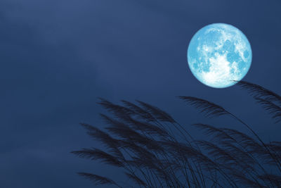 Low angle view of moon at night