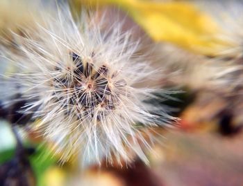 Close-up of dandelion flower