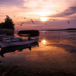 Bird flying over sea at sunset