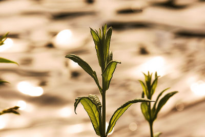 Close-up of plant