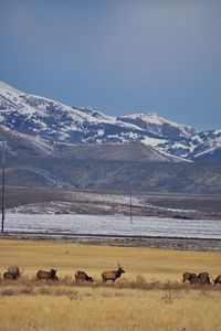 Flock of sheep on field against sky