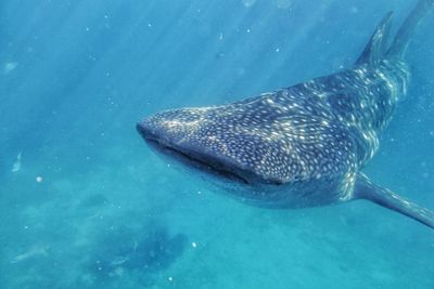 Fish swimming in sea