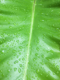 Full frame shot of raindrops on leaf