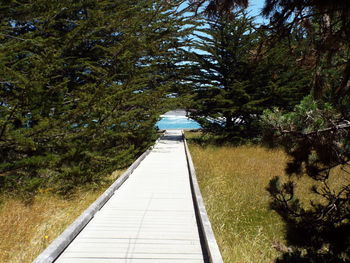 Footpath amidst trees in forest