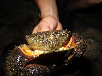 Close-up of human hand feeding in water