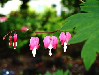 Close-up of pink flowers hanging on tree