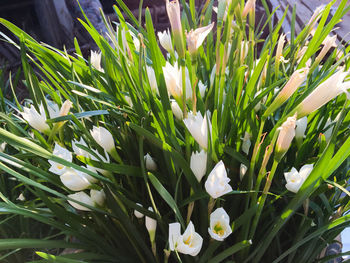 Close-up of white flowers