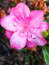 Close-up of wet pink flower blooming outdoors