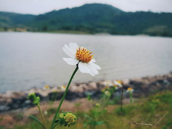 Close-up of white flowering plant in lake