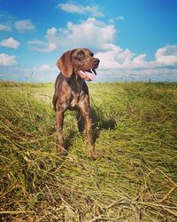 Dog standing on field