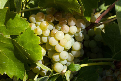 Close-up of grapes growing in vineyard