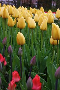 Beautiful  tulips in the garden.