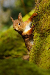 Close-up of squirrel on tree