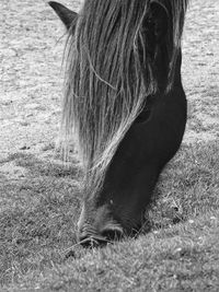 Close-up of horse grazing on field