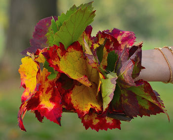 Close-up of maple leaves during autumn